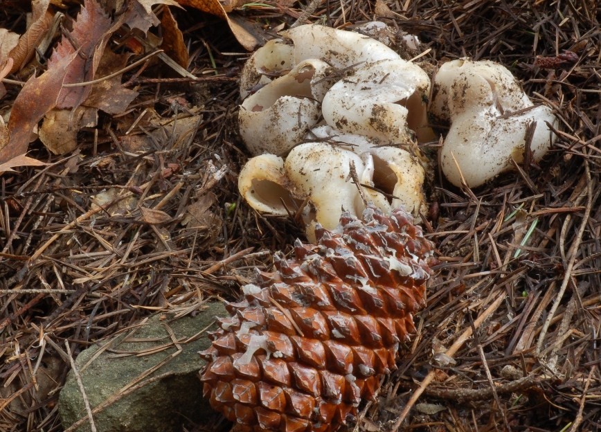 Sarcosphaera coronaria var. nivea